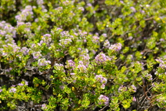 Agathosma venusta