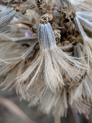 Liatris carrizana