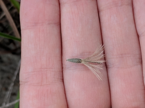 Image of Carrizo Gayfeather (Liatris carrizana) by (c) Alison Northup, some rights reserved (CC BY)
