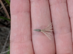 Liatris carrizana