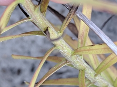 Liatris carrizana