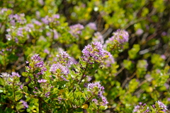 Agathosma venusta