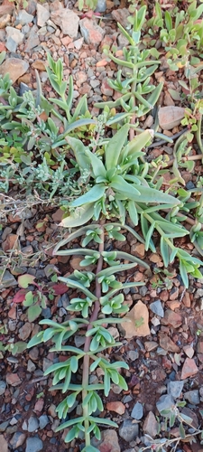 Image of Mesembryanthemum pallens by (c) Danie Palm, some rights reserved (CC BY)