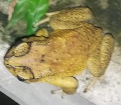 Duttaphrynus melanostictus