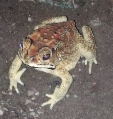 Duttaphrynus melanostictus
