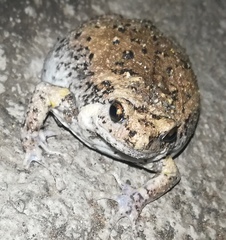 Kaloula baleata