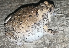 Kaloula baleata