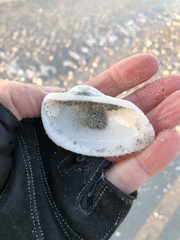 Anadara secticostata