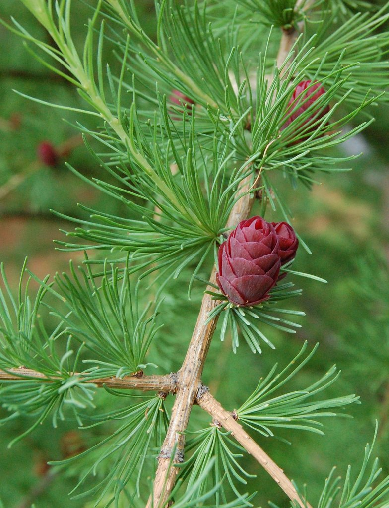 tamarack
