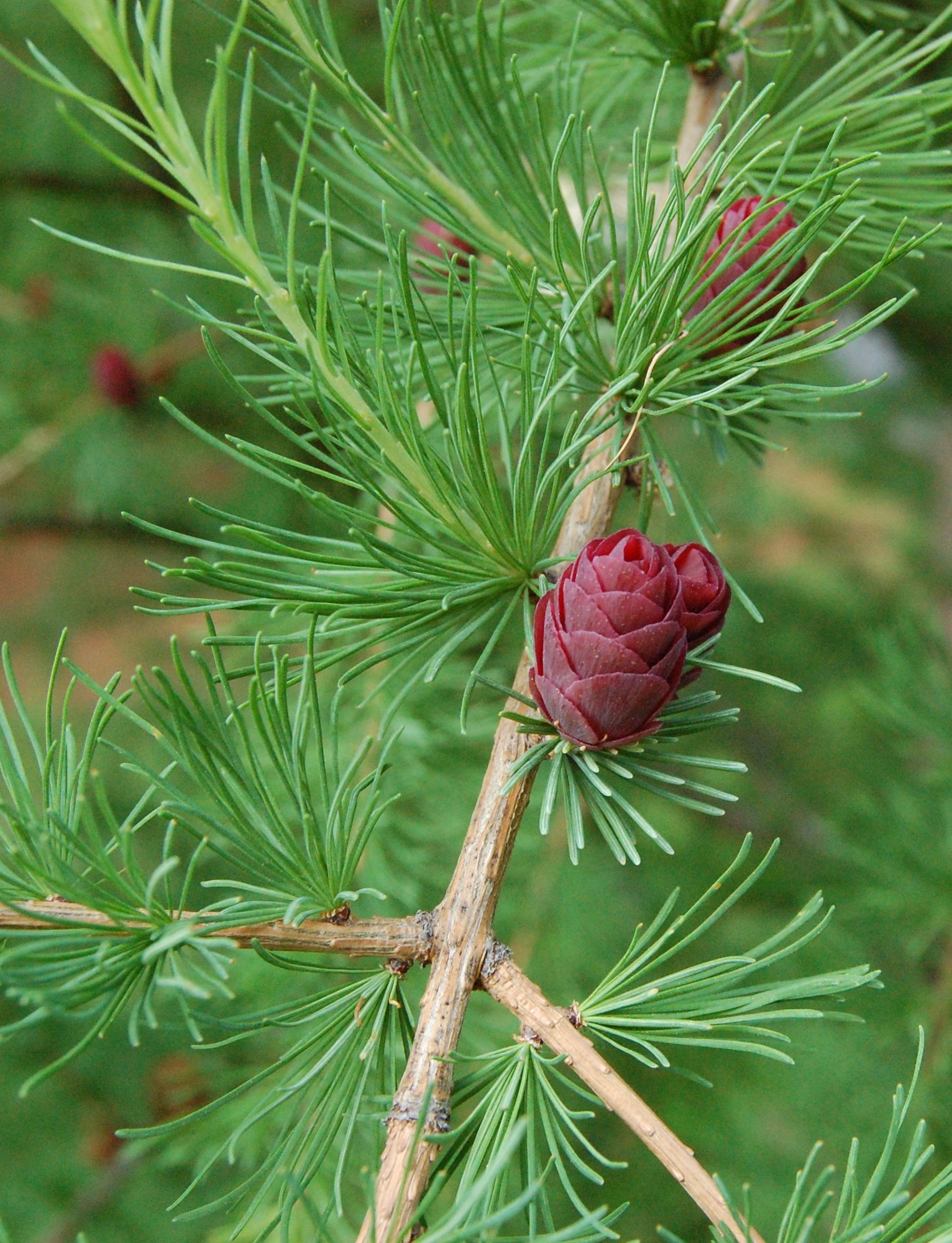 Larix laricina