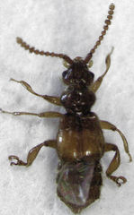 Sagola notabilis