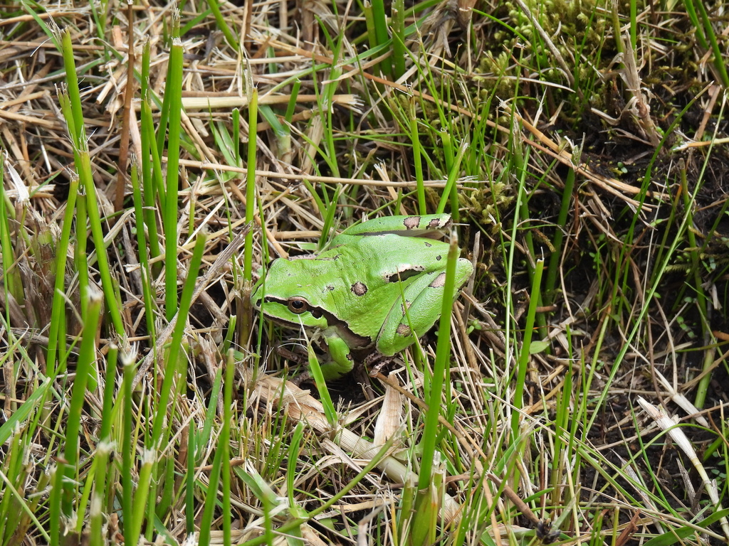 Ridged Tree Frog (Dryophytes plicatus)