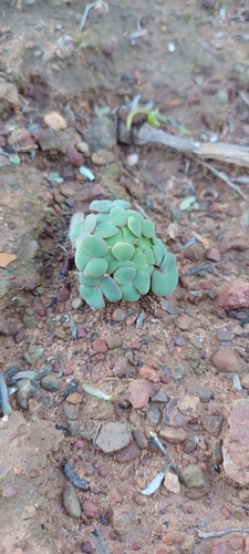 Image of Cushion Sorrel (Oxalis convexula) by (c) Danie Palm, some rights reserved (CC BY)
