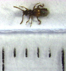 Sagola notabilis