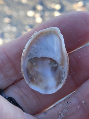 Crepidula fornicata image