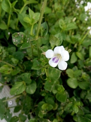 Asystasia intrusa image