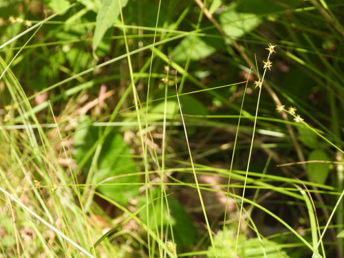 Prickly bog sedge (Carex atlantica)