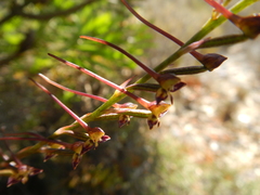 Disa salteri