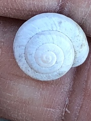 Praticolella griseola