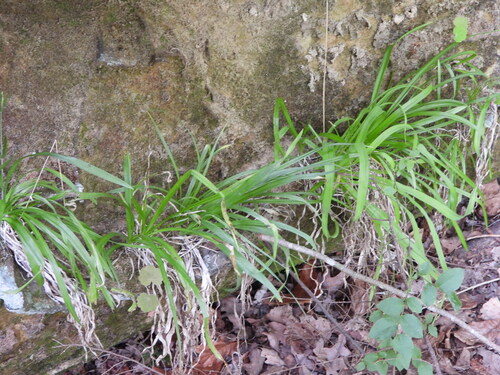 Rockhouse Featherbells (Stenanthium diffusum)