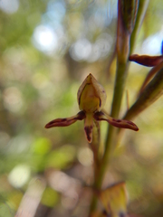 Disa salteri