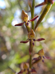 Disa salteri