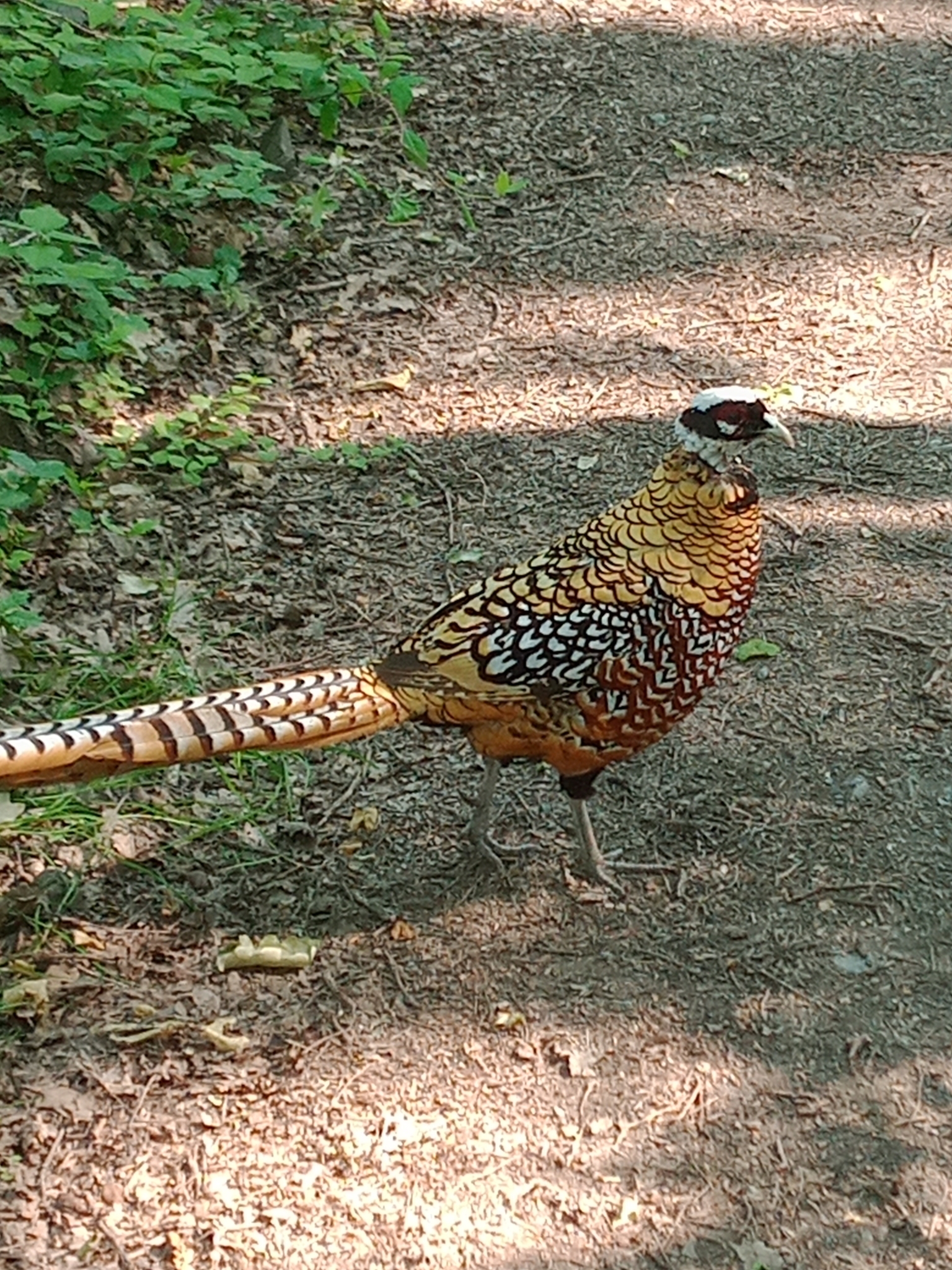 Reeves's Pheasant