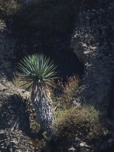 Image of Furcraea parmentieri by (c) Liliana Ramírez-Freire, some rights reserved (CC BY)