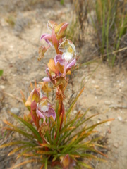 Disa spathulata spathulata