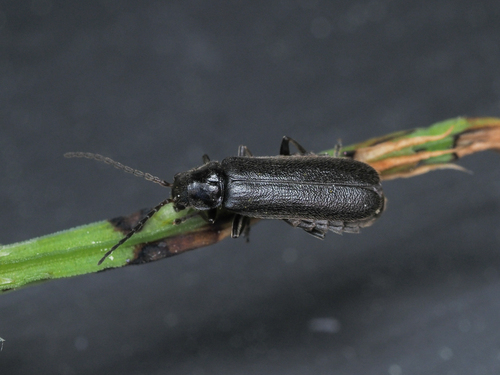 Cantharis paludosa