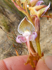 Disa spathulata spathulata