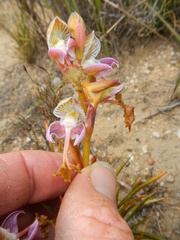 Disa spathulata spathulata