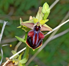 Ophrys mammosa