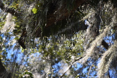 Encyclia tampensis image