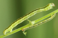 Catarhoe cuculata