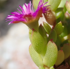 Ruschia cymbifolia