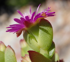 Ruschia cymbifolia