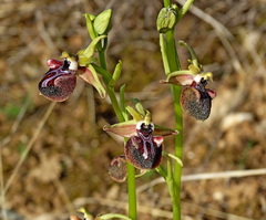 Ophrys mammosa