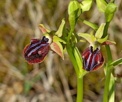 Ophrys mammosa