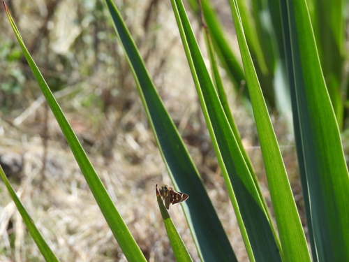 Crazy-spotted Skipper