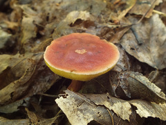 Hortiboletus