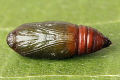 Catarhoe cuculata