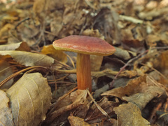 Hortiboletus