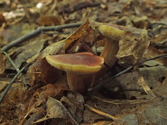 Hortiboletus