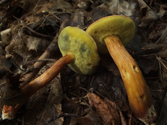 Hortiboletus
