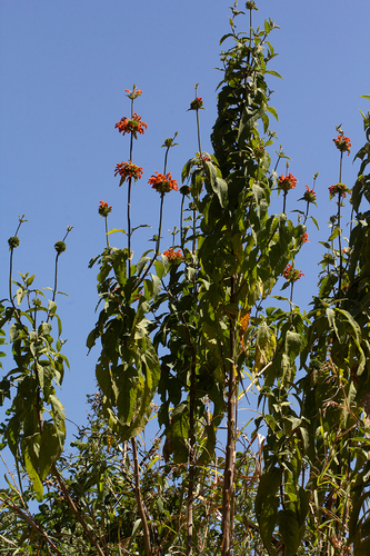 Leonotis image