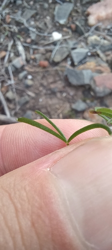 Image of Minileaf Sorrel (Oxalis burkei) by (c) Danie Palm, some rights reserved (CC BY)