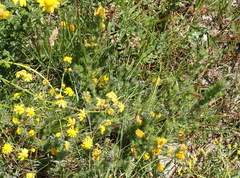 Aspalathus asparagoides