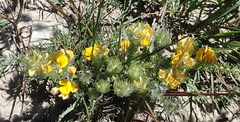 Aspalathus asparagoides