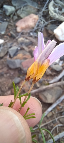 Image of Oxalis burkei by (c) Danie Palm, some rights reserved (CC BY)